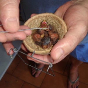 Criadouro Ibitinga