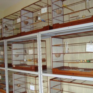 Criadouro Ibitinga