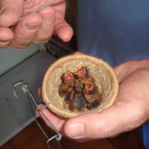 Criadouro Ibitinga