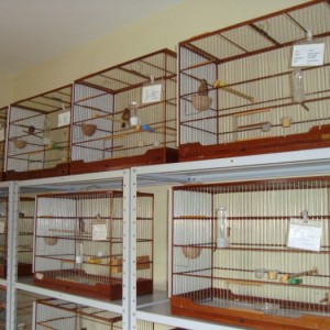 Criadouro Ibitinga