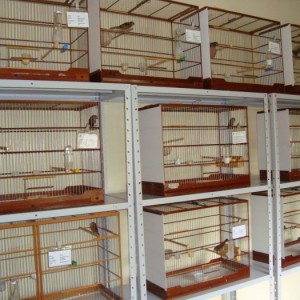Criadouro Ibitinga