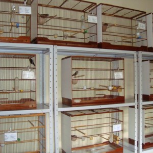 Criadouro Ibitinga