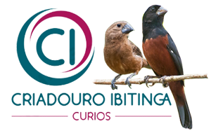 Criadouro Ibitinga - Curió Praia Clássico - Ibtinga/SP