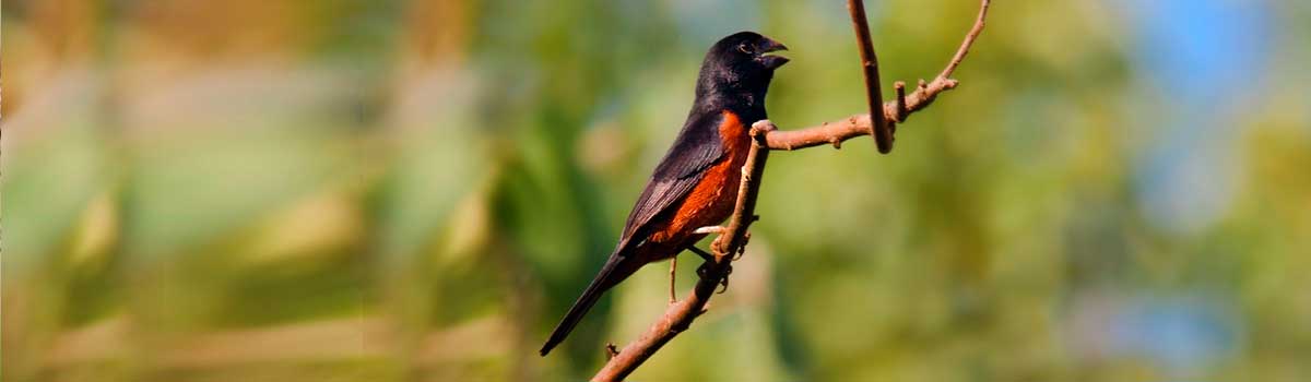 Criadouro Ibitinga
